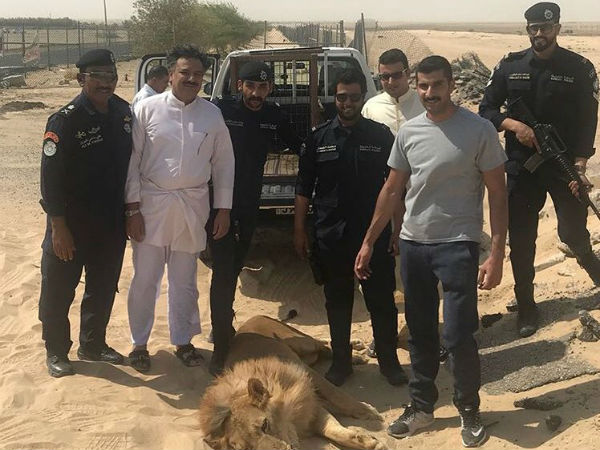 Escaped lion enters residential area Escaped lion enters residential area