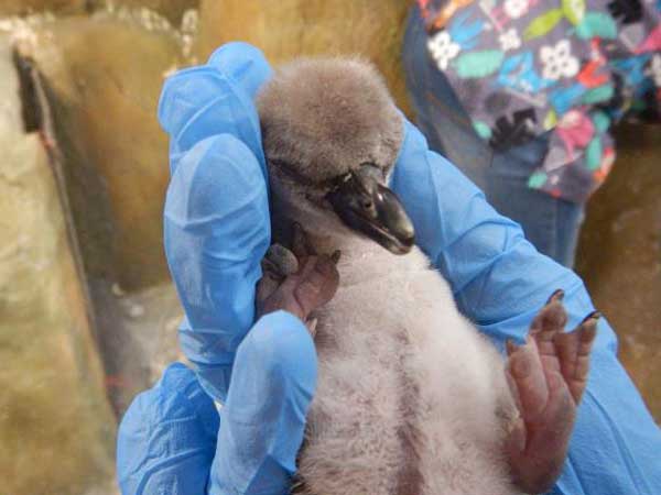 First-ever penguin born in India dies at Mumbai’s Byculla zoo First-ever penguin born in India dies at Mumbai’s Byculla zoo