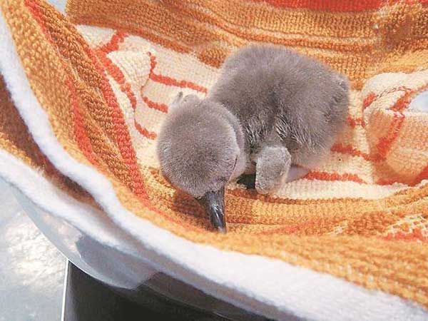 First-ever penguin born in India dies at Mumbai’s Byculla zoo First-ever penguin born in India dies at Mumbai’s Byculla zoo