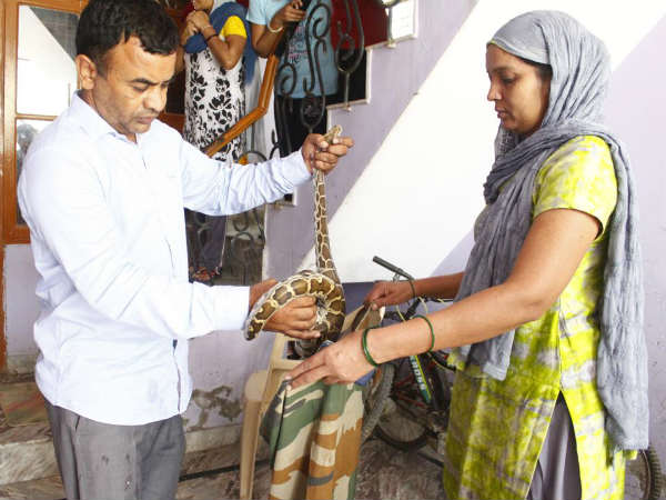 Shocking: Gurugram woman finds five-foot-long python in her kitchen Shocking: Gurugram woman finds five-foot-long python in her kitchen
