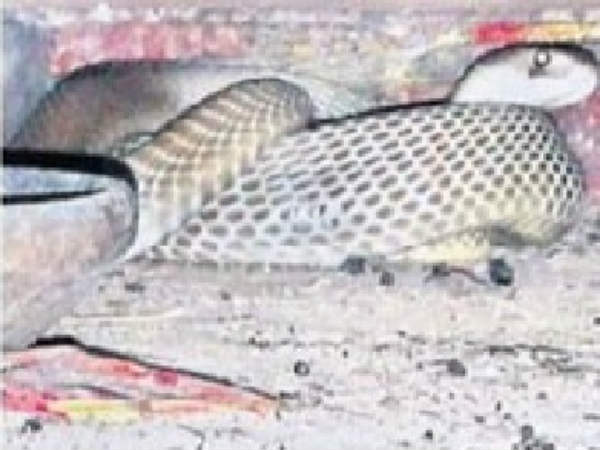 భక్తుల పూజలు...కొనసాగుతున్నాయి