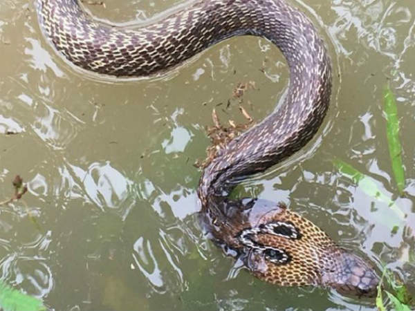 తమ్మిలేరు...తాచుపాములు,కట్ల పాములు