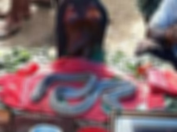 పాముకు...భక్తుల పూజలు
