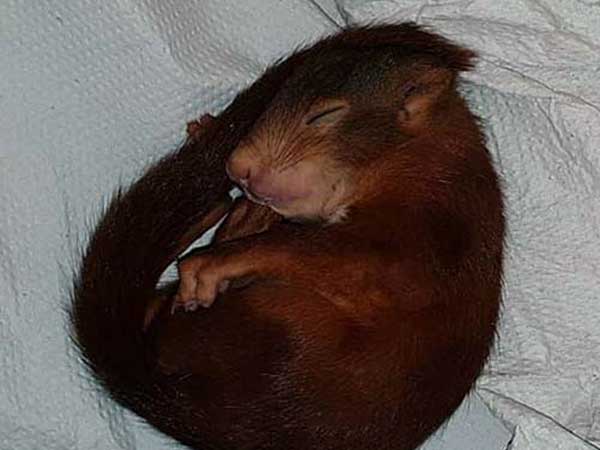German Police Save Man Being Chased By Baby Squirrel German Police Save Man Being Chased By Baby Squirrel