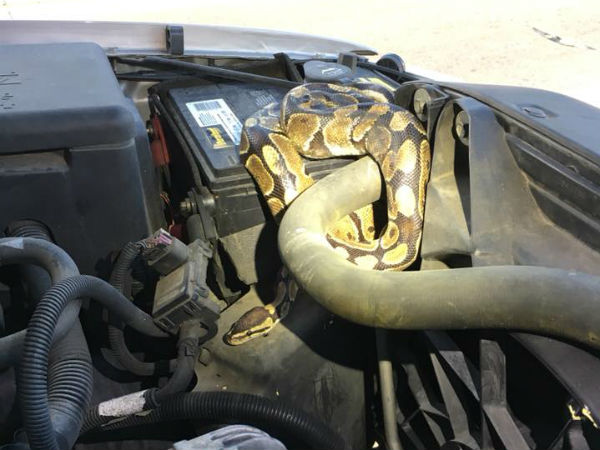 Woman Whose Car Was Running Strangely Finds Huge Python Under Hood Woman Whose Car Was Running Strangely Finds Huge Python Under Hood