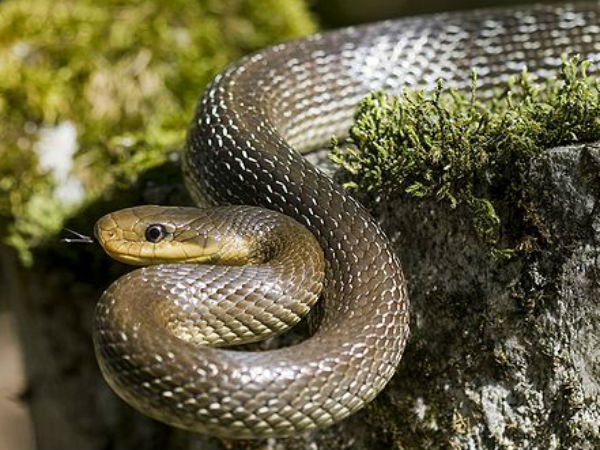 Snakes on a Plane: Man Successfully Boards Flight With 20 Reptiles in Hand Luggage Snakes on a Plane: Man Successfully Boards Flight With 20 Reptiles in Hand Luggage