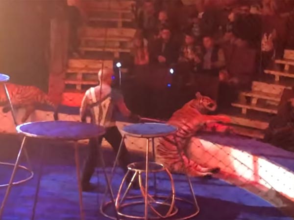 Tiger suffer from fits while performing task in a circus Tiger suffer from fits while performing task in a circus