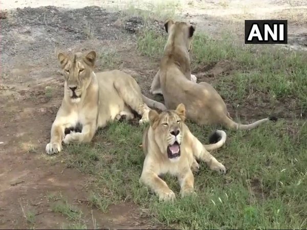 11 lions found dead in Gir forest in 10 days, forest officials suspect infighting 11 lions found dead in Gir forest in 10 days, forest officials suspect infighting