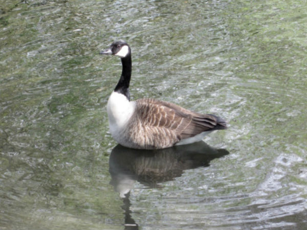 Your Heartstrings should like Swan, that separate milk from water Your Heartstrings should like Swan, that separate milk from water