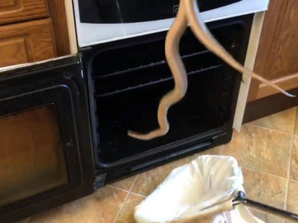 Couple Opens Oven To Cook Chips, Finds 3 Foot Snake Inside Couple Opens Oven To Cook Chips, Finds 3 Foot Snake Inside