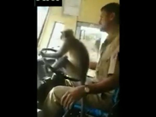 Monkey driver in Karnataka takes control of KSRTC bus, onlookers stunned Monkey driver in Karnataka takes control of KSRTC bus, onlookers stunned