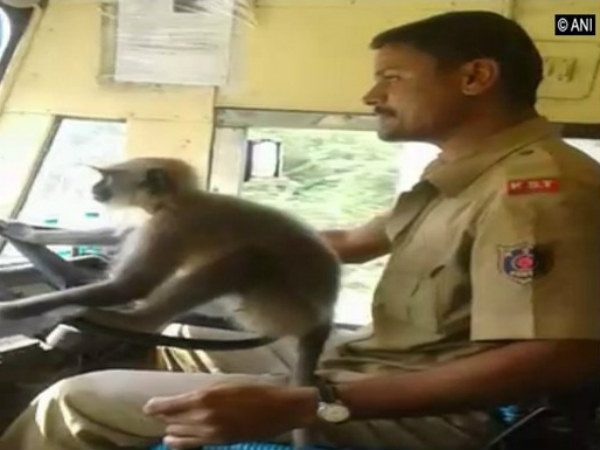 Karnataka bus driver suspended for making a monkey drive the bus Karnataka bus driver suspended for making a monkey drive the bus