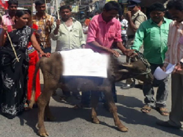 Municipal workers submitted memorandum to Buffalo over their Problems in Kadapa Municipal workers submitted memorandum to Buffalo over their Problems in Kadapa