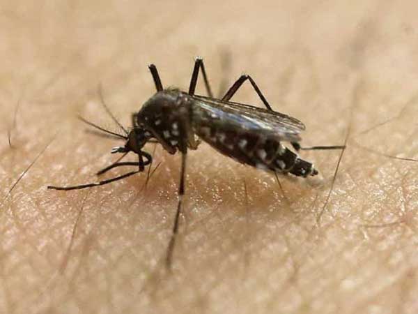 Zika cases rise to 100 in Jaipur,centre alerted and sends team to change insecticides Zika cases rise to 100 in Jaipur,centre alerted and sends team to change insecticides