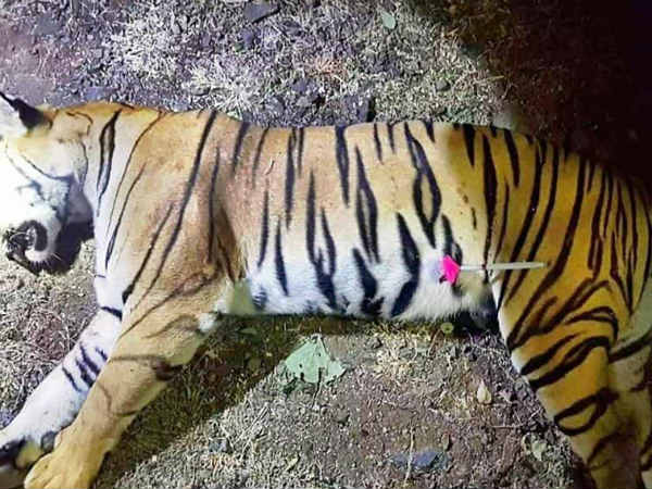 పులిపై ప్రతీకారం తీర్చుకున్న గ్రామస్తులు