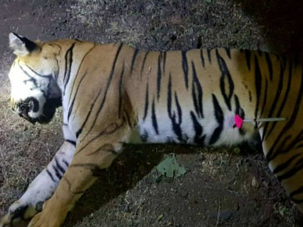 ఏటా డజను పులులు మృతి