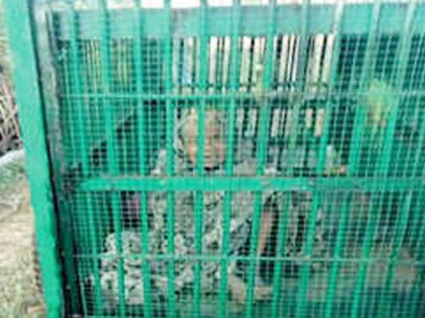 65 yr old woman rescued after being trapped in leopard cage 65 yr old woman rescued after being trapped in leopard cage