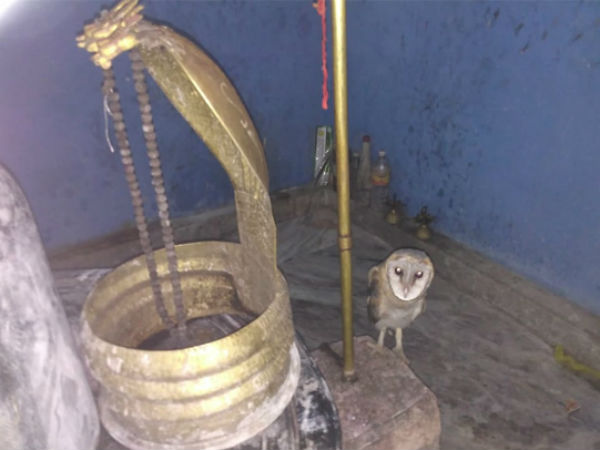 strange bird in nizamabad district keshpally shiva keshava temple strange bird in nizamabad district keshpally shiva keshava temple