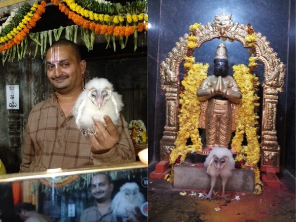 garuda bird came to korutla venkateshwara swamy temple jagtial garuda bird came to korutla venkateshwara swamy temple jagtial