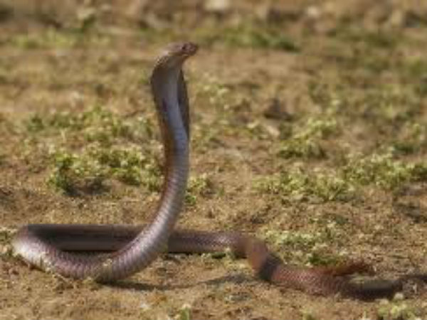 Snake enters a mans house...you know whom he called? Snake enters a mans house...you know whom he called?