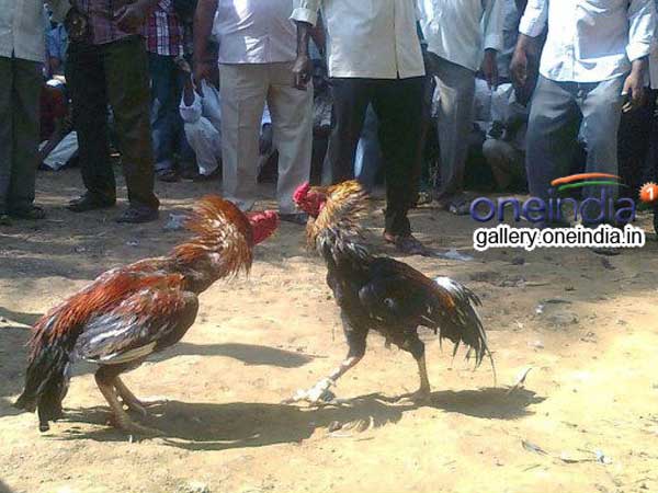 కుక్కుట శాస్త్రం..బరిలో సాంప్రదాయం