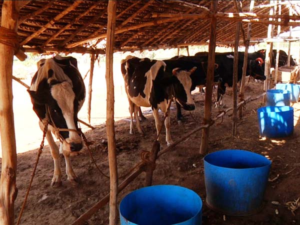 గోవుల సంరక్షణ బాధ్యత మున్సిపల్ శాఖదే