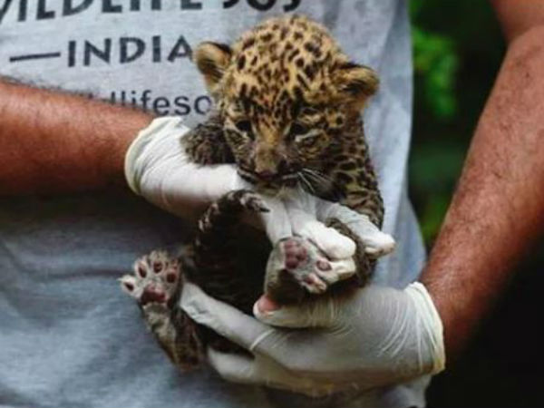Leopard cub Get into the ATM for avoid cold Leopard cub Get into the ATM for avoid cold