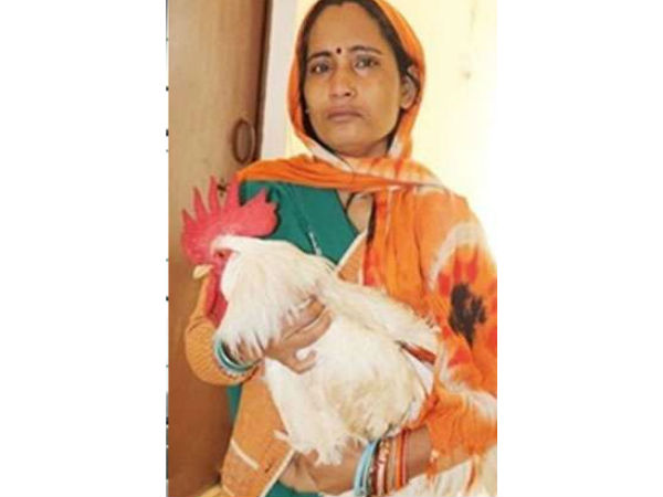 జైలుకు వెళ్లినా సరే.. పుంజును వదలం..!
