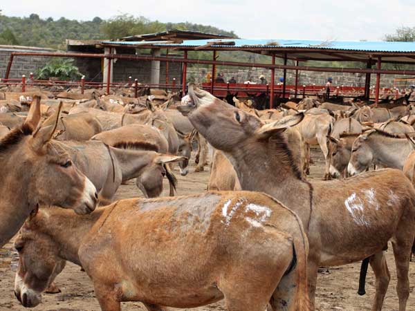 pakistan planning to export donkeys to china for overcome financial crisis pakistan planning to export donkeys to china for overcome financial crisis