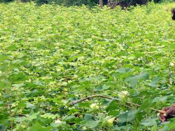 Cotton farmer committed suicide due to debt ... Cotton farmer committed suicide due to debt ...