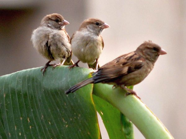 వేకువజాము కిచకిచల చప్పుడు..! మనసుకు ఎంతొ ఆహ్లాదం..!!