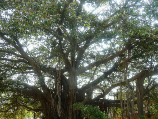 How crazy..! Married to the banyan and peepal tree..! 2 thousand guests .. !! How crazy..! Married to the banyan and peepal tree..! 2 thousand guests .. !!