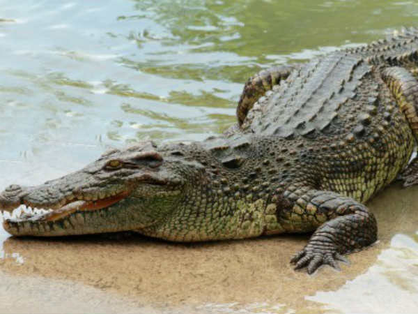 Crocodile hatchling found in fishnet Crocodile hatchling found in fishnet