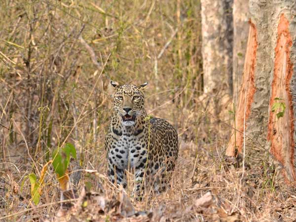 leopard wandering rangaredy dist leopard wandering rangaredy dist