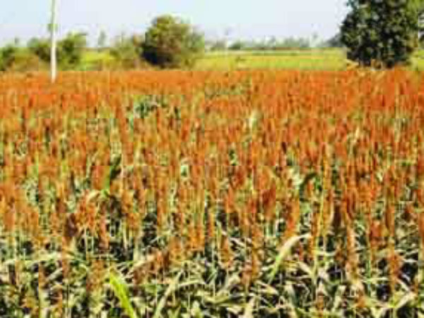 ధర తగ్గించేశారు..! ప్రభుత్వమే ఆదుకోవాలి..!!