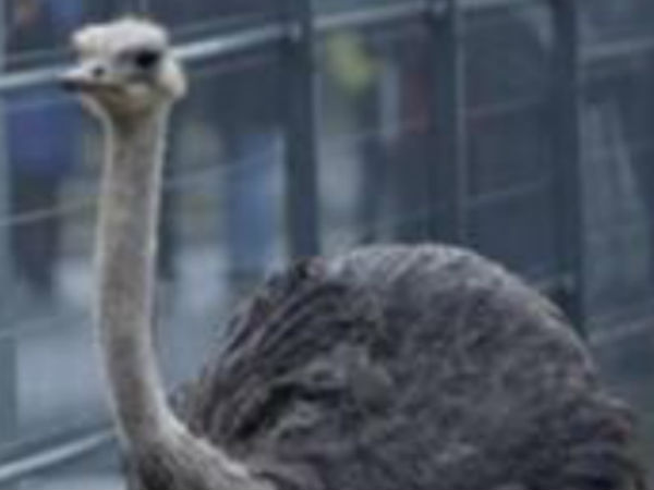 Worlds Most Dangerous Bird Worlds Most Dangerous Bird
