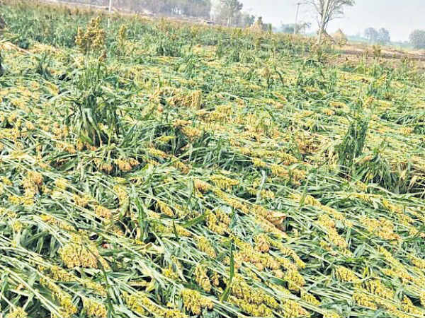 ధాన్యాన్ని గోదాములకు తరలించండి..! మార్కెటింగ్ మంత్రి పిలుపు..!!