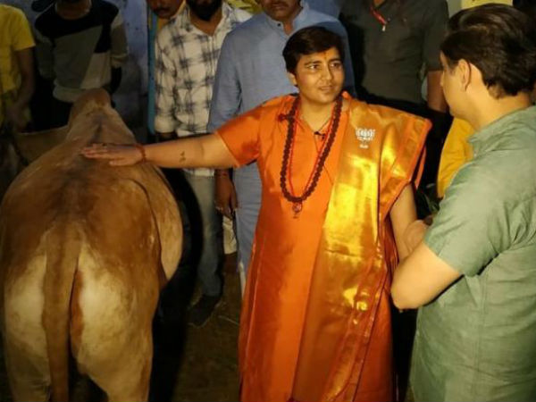 Cow has many medicinal benefits,it has cured my breast cancer:Sadhvi Pragya Cow has many medicinal benefits,it has cured my breast cancer:Sadhvi Pragya