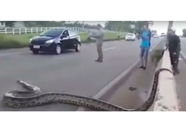 A huge Green Anaconda attempts to cross a busy road in brazil A huge Green Anaconda attempts to cross a busy road in brazil