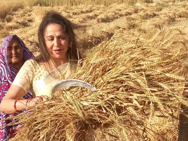గోధుమ చేనులో డ్రీమ్గర్ల్