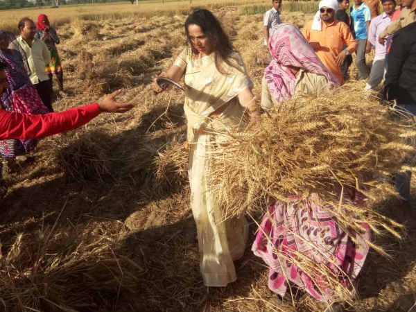 కొడవలి పట్టి, పంట కోసి