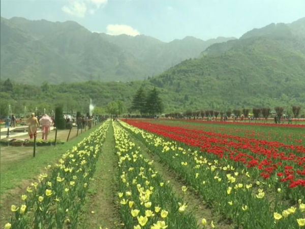 Bahaar-e-Kashmir: Asia’s largest Tulip garden is in full bloom in Srinagar Bahaar-e-Kashmir: Asia’s largest Tulip garden is in full bloom in Srinagar