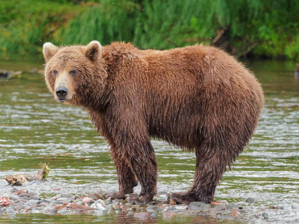 Bear Falls Into River After Stones Thrown At Kargil Bear Falls Into River After Stones Thrown At Kargil