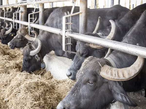 Fraud with the name of schemes..!cheating farmers on the name of buffalos insurance..! Fraud with the name of schemes..!cheating farmers on the name of buffalos insurance..!