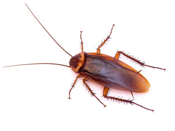 Cockroach Irritate Philippines president Duterte during live speech Cockroach Irritate Philippines president Duterte during live speech