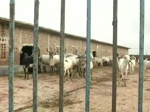 bomb blasts in nizamabad district cow died bomb blasts in nizamabad district cow died