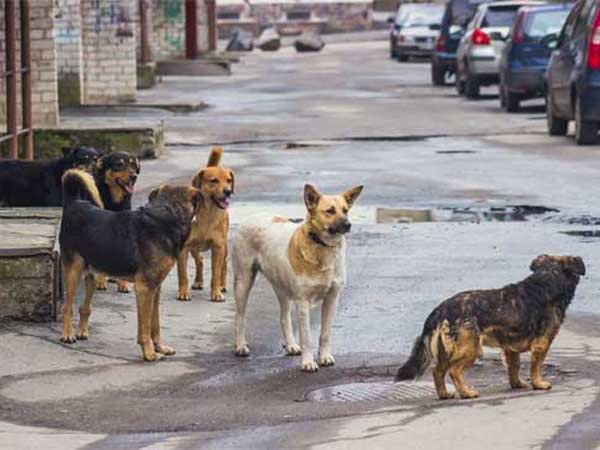 in bhopal dog bite chlid, die in bhopal dog bite chlid, die