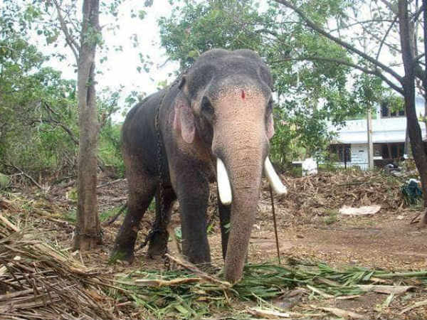 షరతులతో ఉత్సవాలకు అనుమతించిన కేరళ ప్రభుత్వం