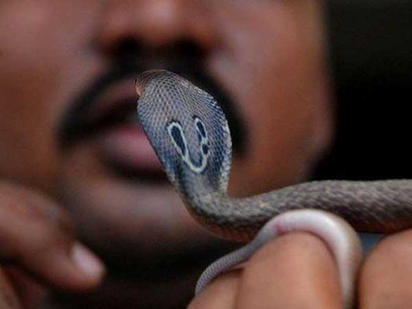 a man bites snake after it bit him, and dies a man bites snake after it bit him, and dies