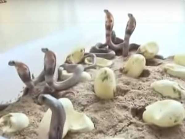 Snakelets found in a residential house at nelamangala near bengaluru Snakelets found in a residential house at nelamangala near bengaluru